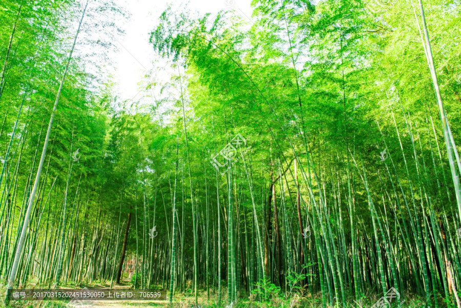 阳光竹林,竹子