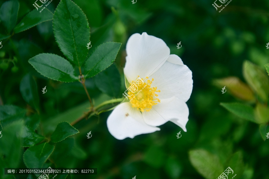 野玫瑰白花