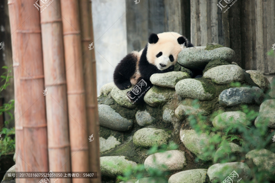正在睡觉的大熊猫