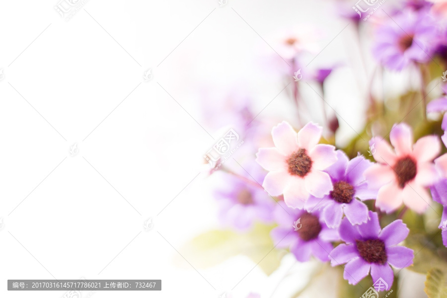 紫色花卉背景素材