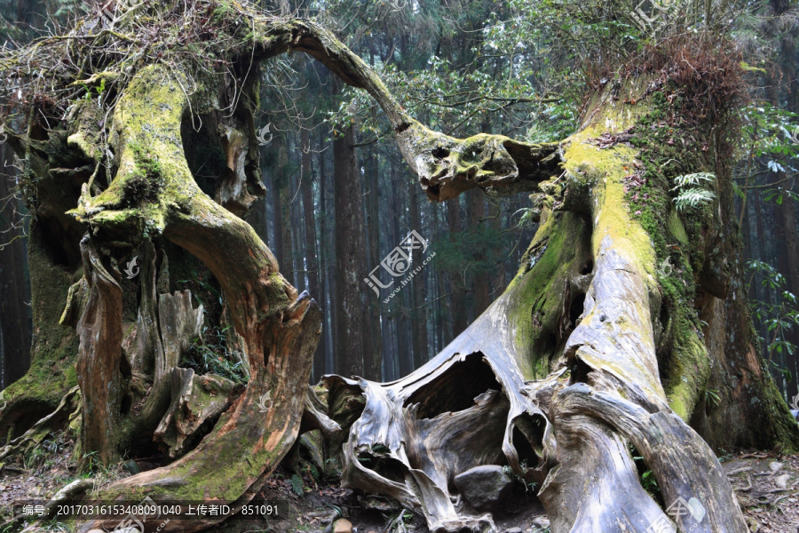 阿里山神木永結同心