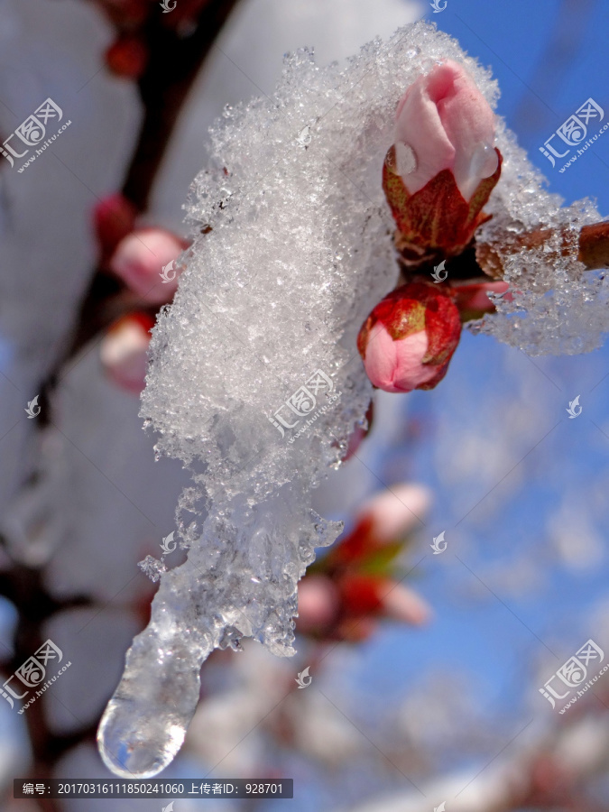 化雪润枝头