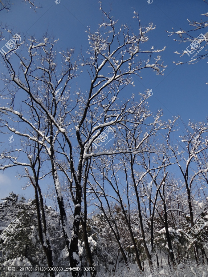 雪挂枝头