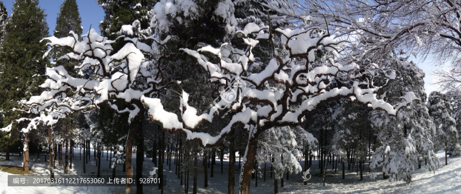 瑞雪压枝