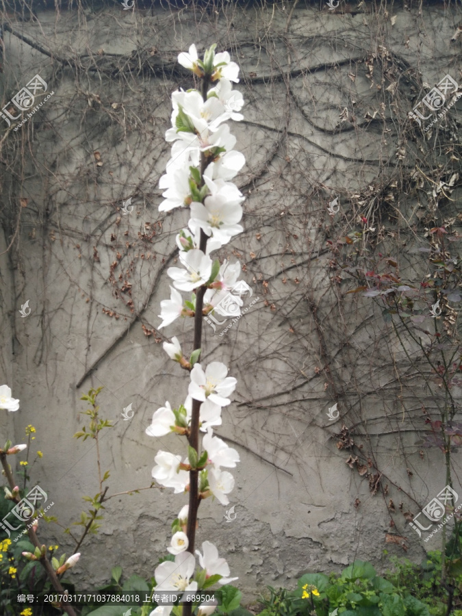 花草植物