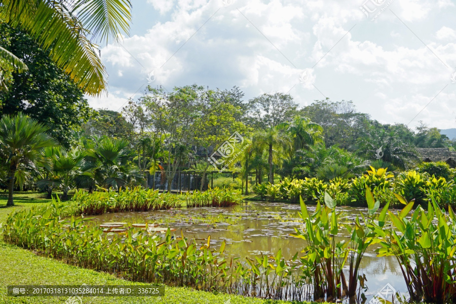版纳热带植物园,水生植物园风光