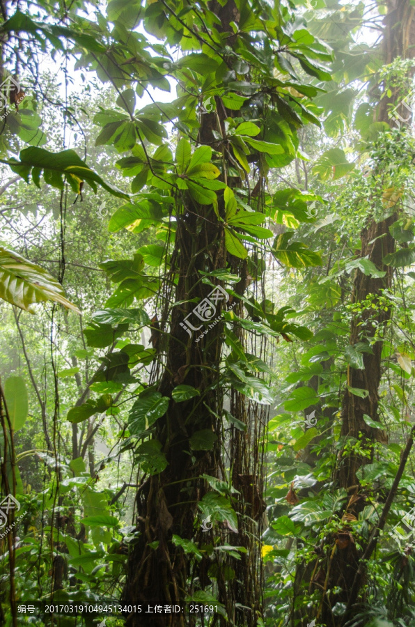 热带雨林中的攀援植物爬藤