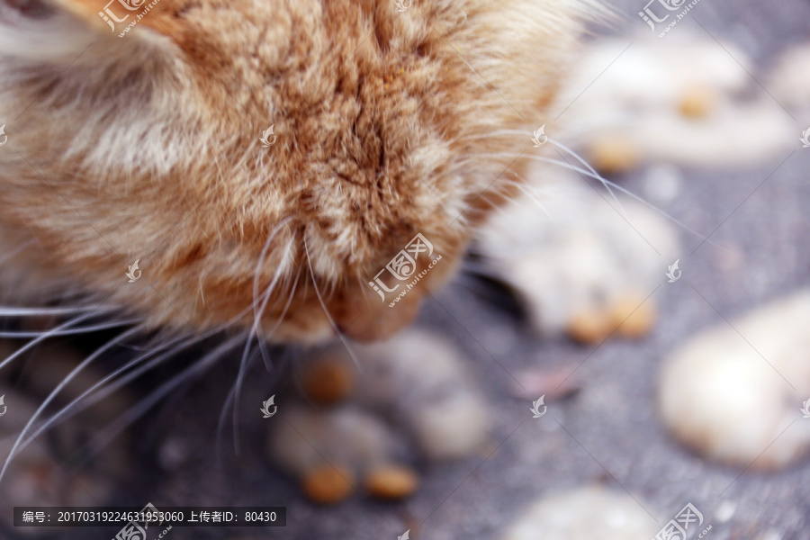 小黄猫吃食