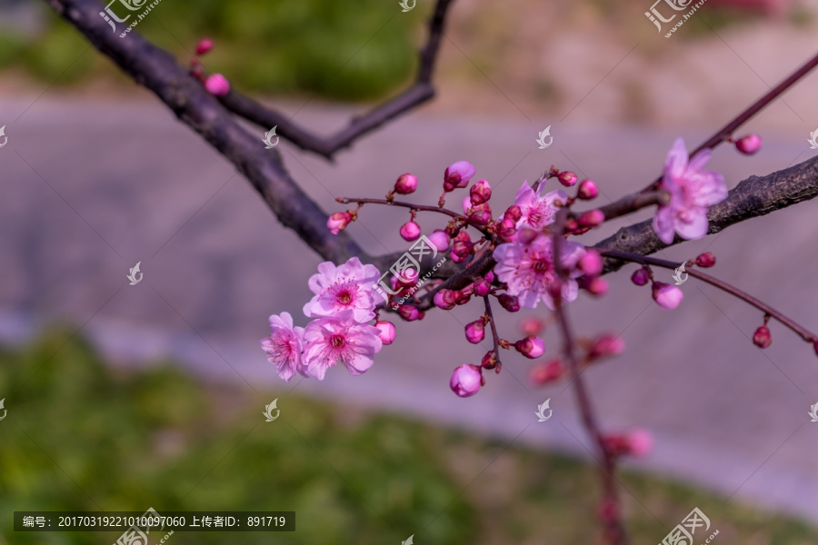 梅花高清