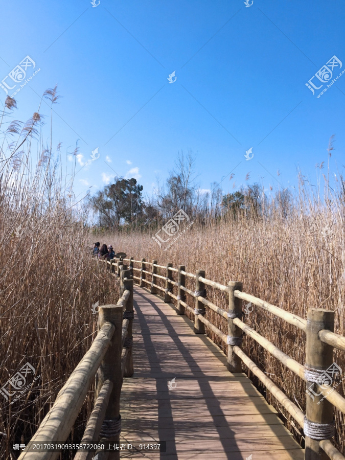 芦苇荡湿地公园