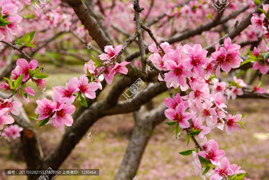 桃花春色