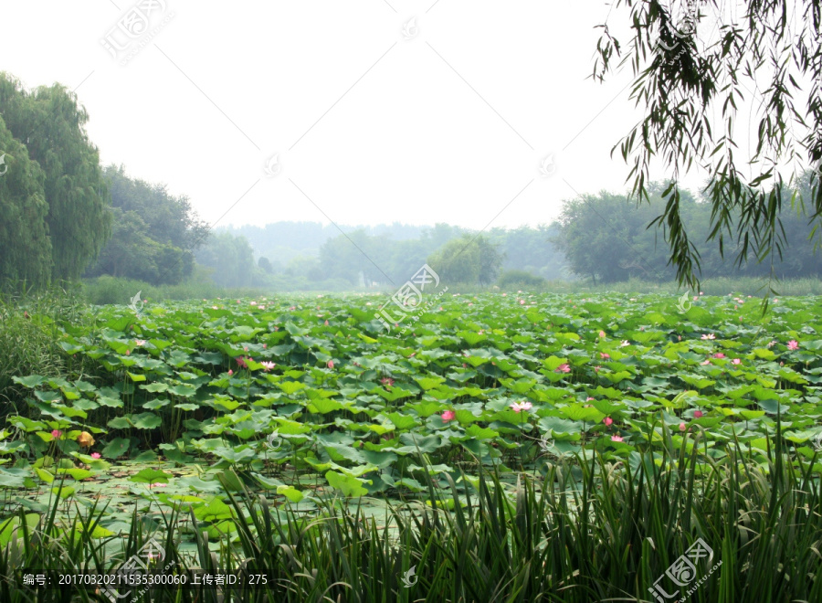 圆明园之梦,高格