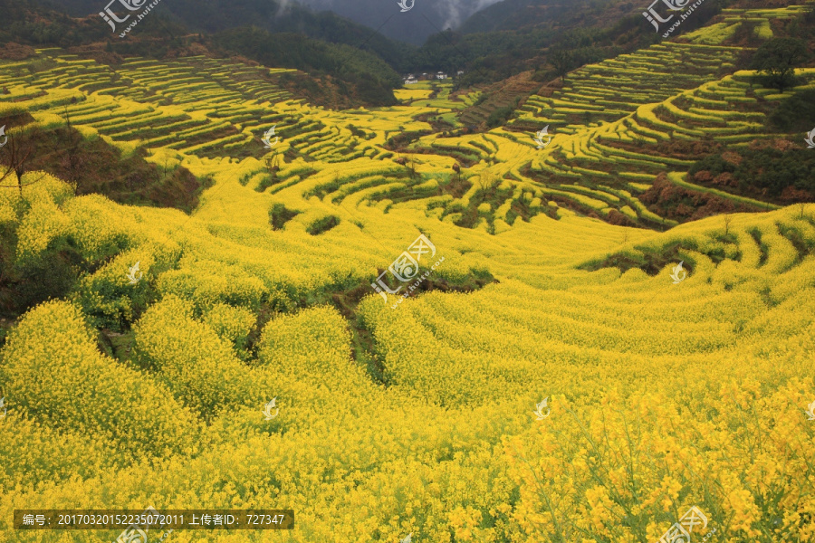 婺源篁岭油菜花