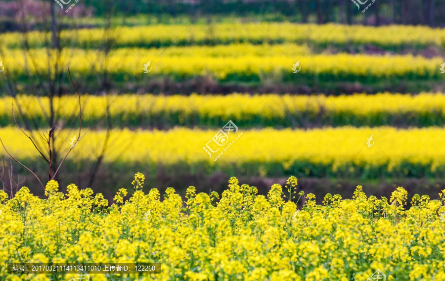 春天,油菜花