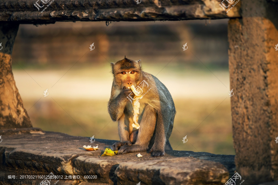 柬埔寨吴哥窟庙宇前的猴子