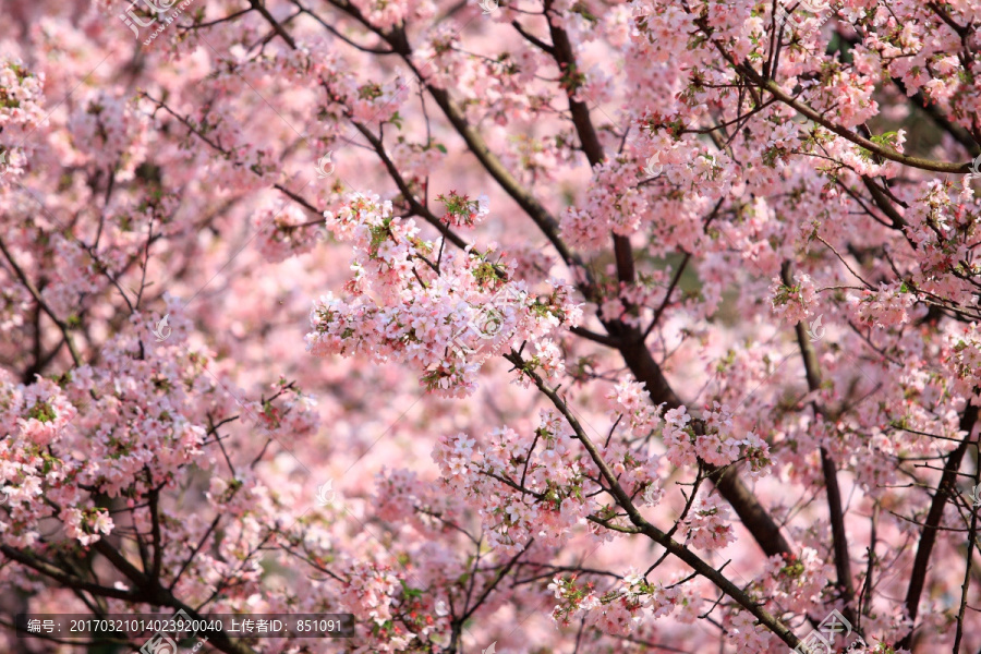 樱花树