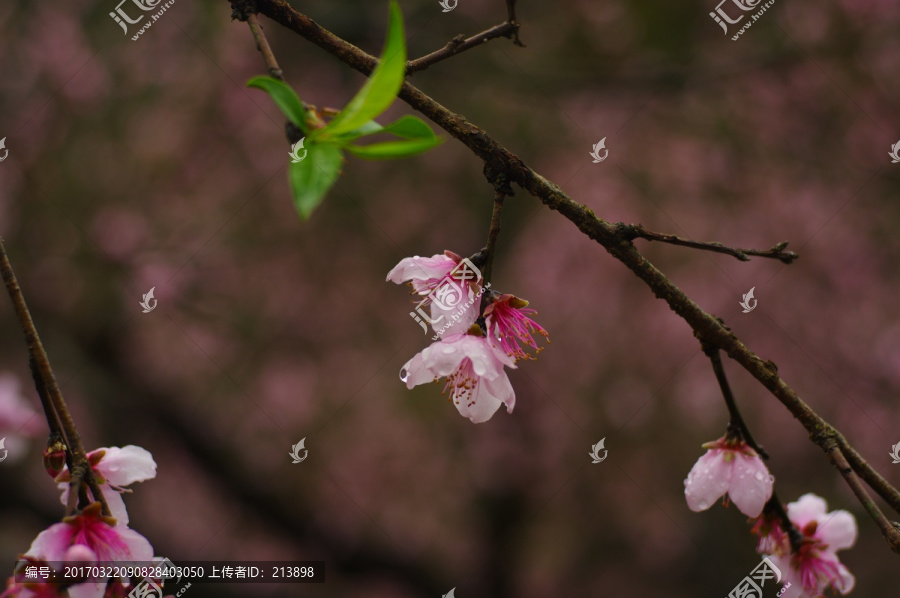 桃花特寫