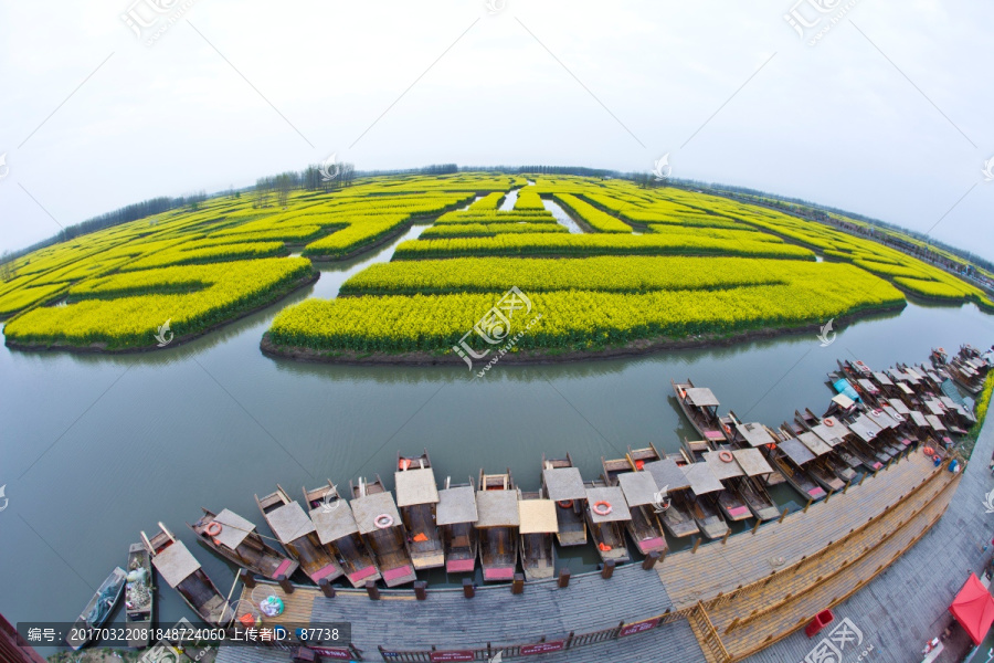 兴化油菜花