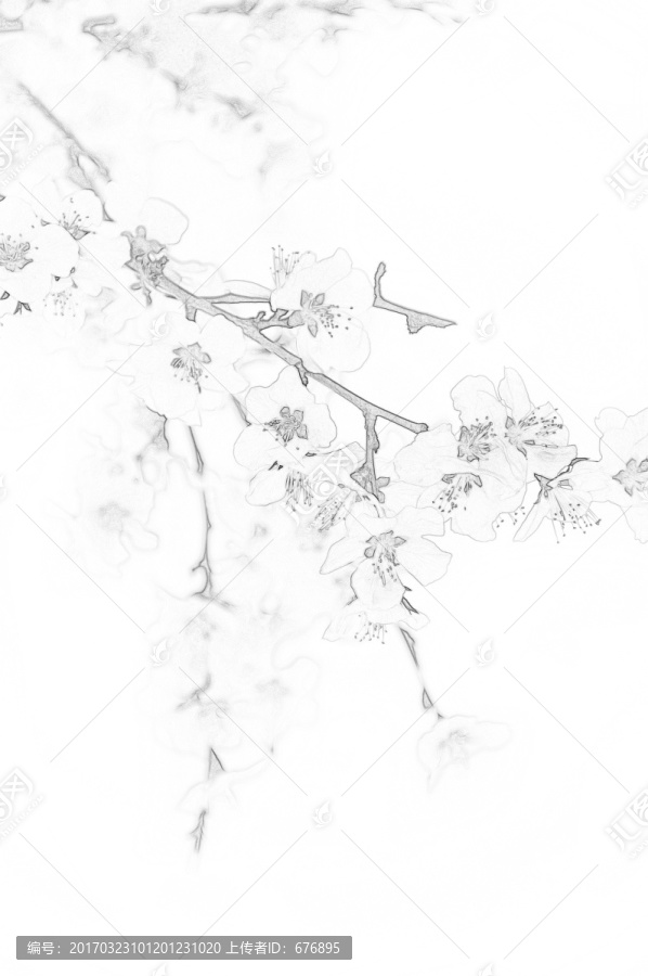 桃花素描圖