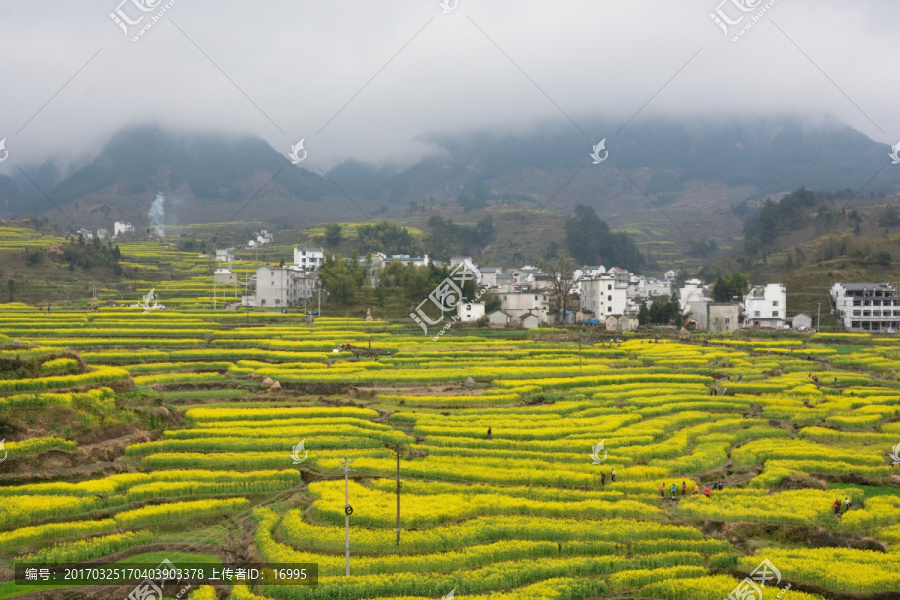 安徽绩溪家朋油菜花