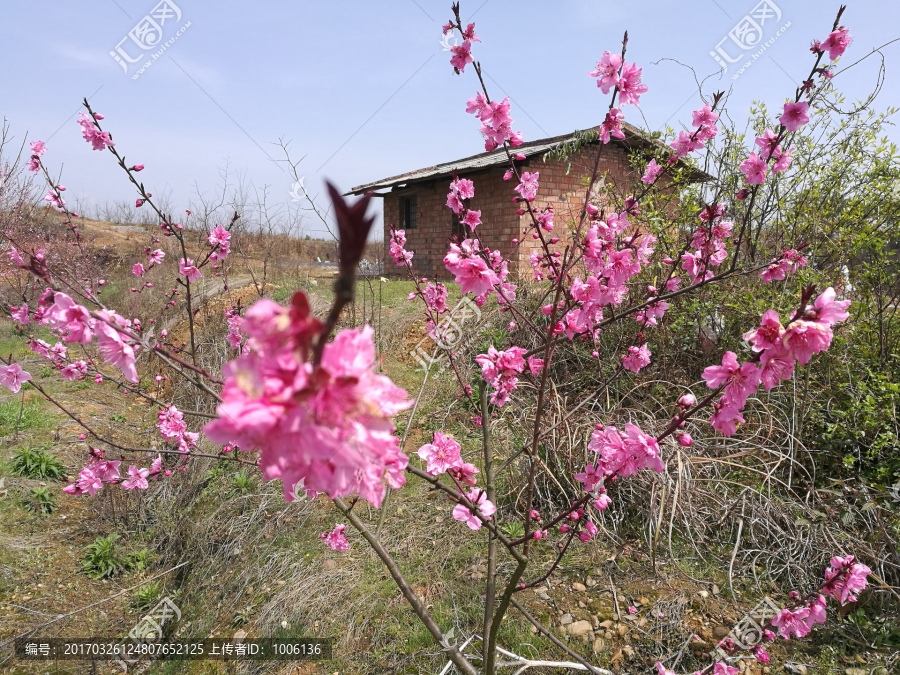 桃花