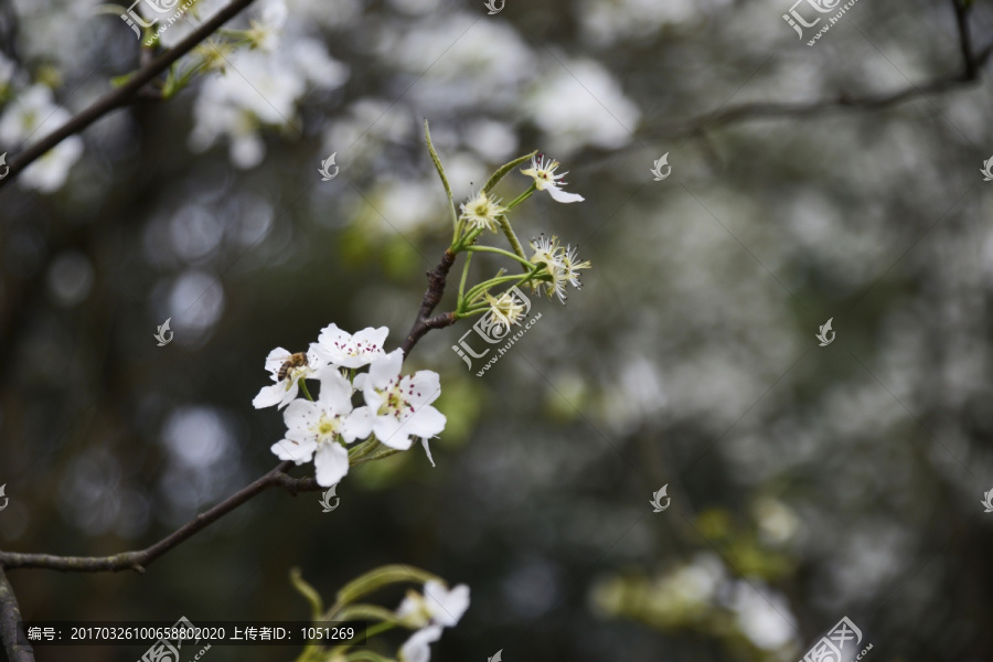 梨花