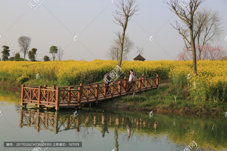 油菜花,花海