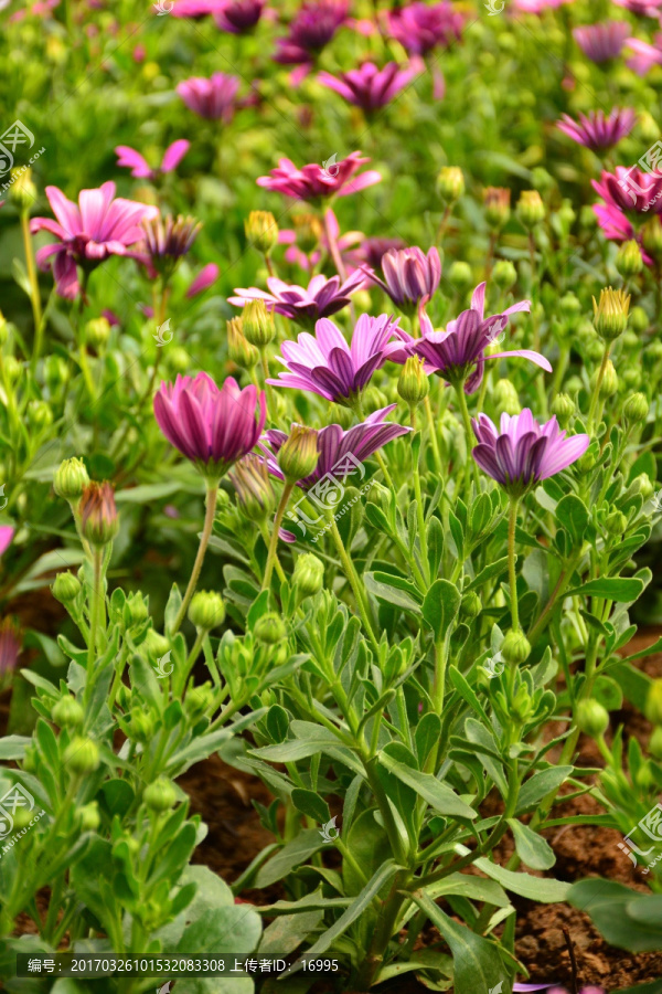 非洲菊高清壁纸