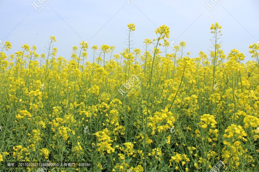 油菜花,花,背景,春天,黄花