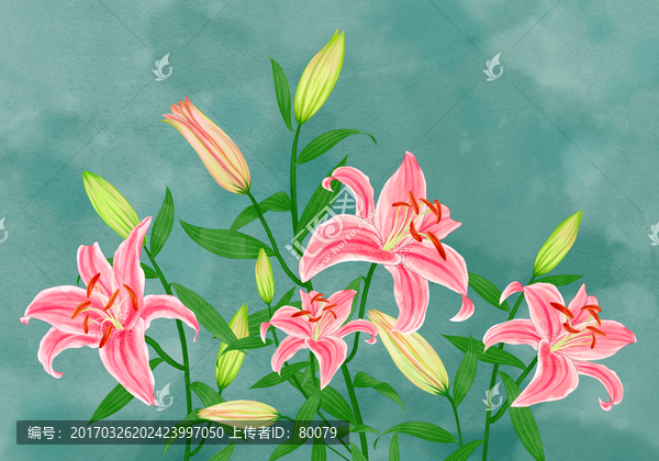 手繪百合花