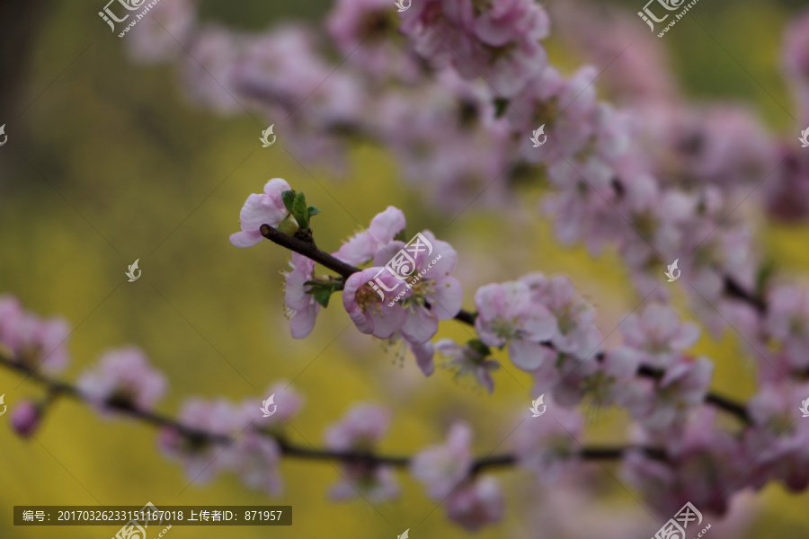 桃花,迎春花背景