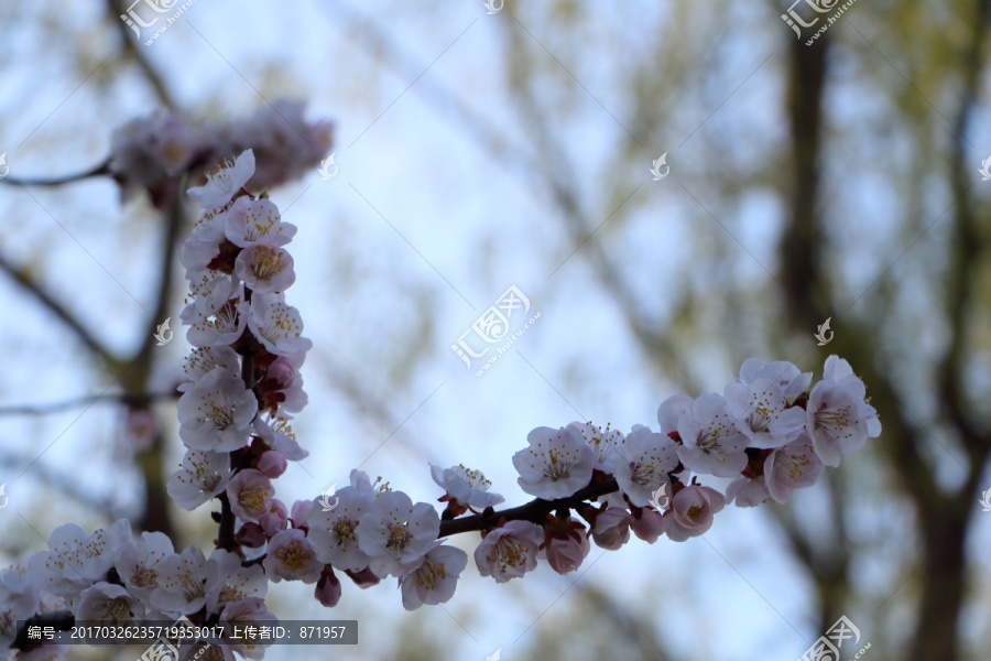 桃花,春天