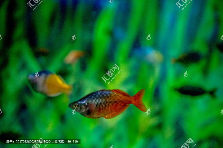 鱼缸背景,,胭脂鱼