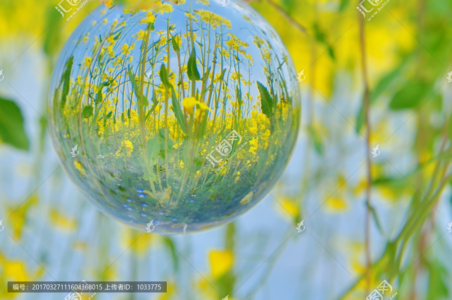 水晶球中的油菜花梦幻摄影