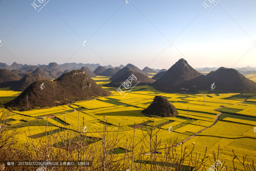 罗平油菜花海