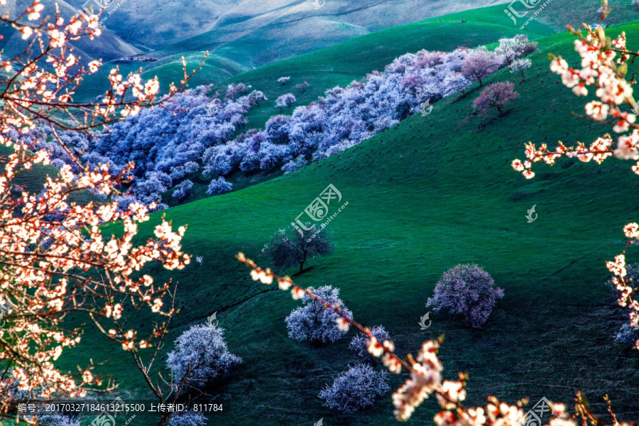 伊犁杏花沟