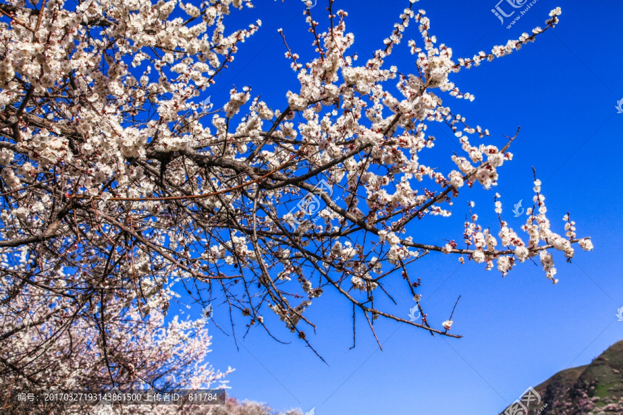 伊犁杏花沟