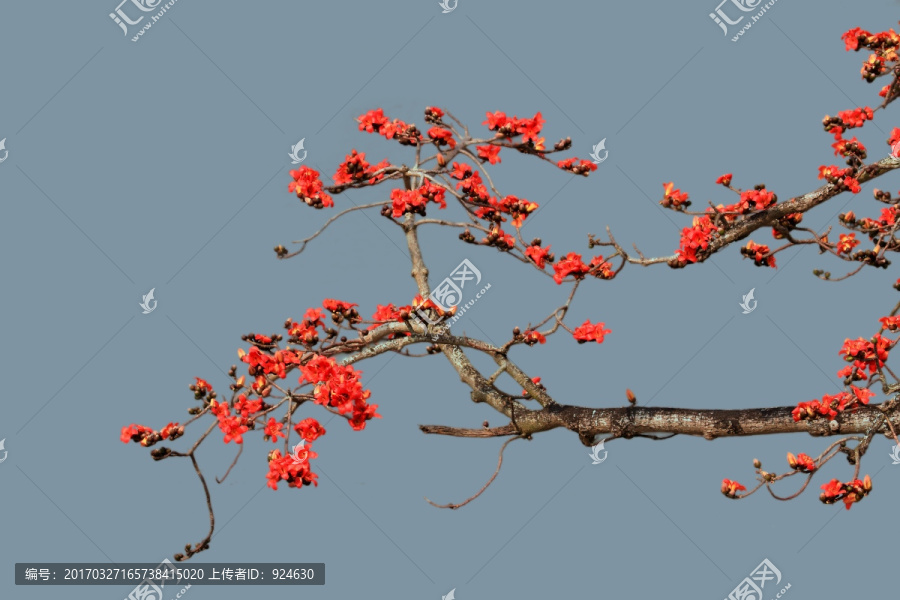 紅棉花開