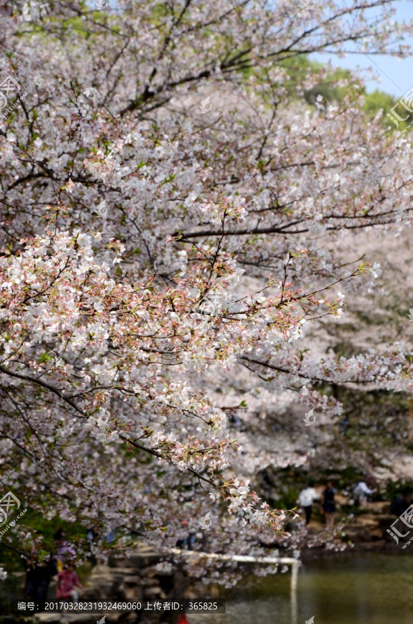 樱花