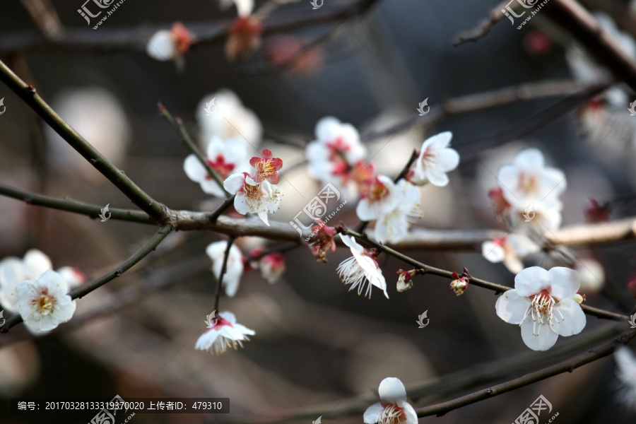 梅花