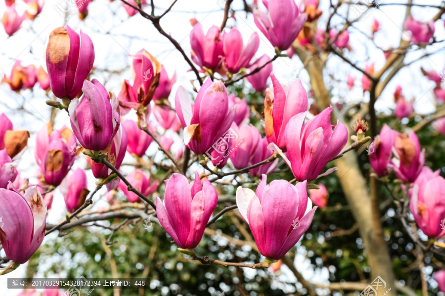 玉兰花,紫色玉兰花,花卉