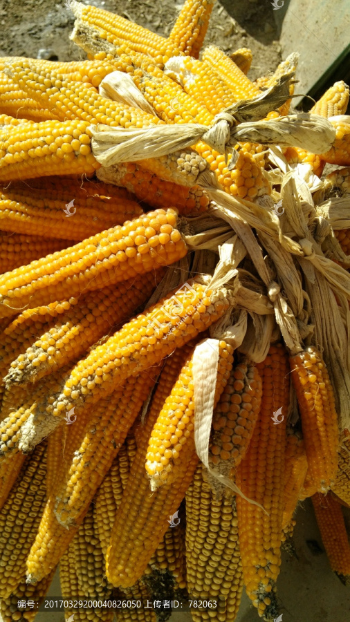 玉米丰收季