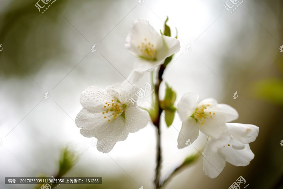 一枝白色樱花