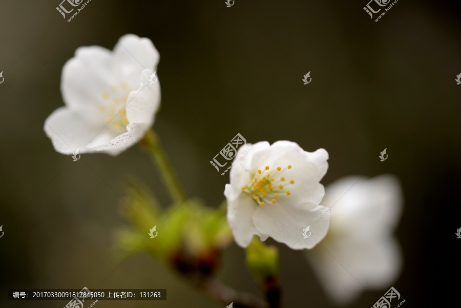 白色樱花,花蕊特写