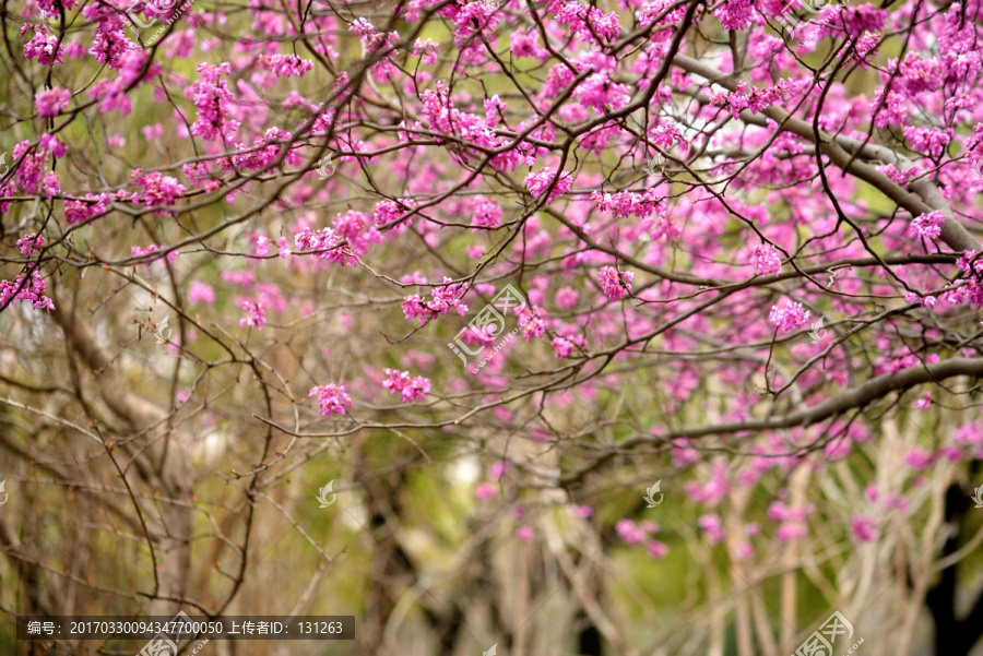 紫荆花花丛