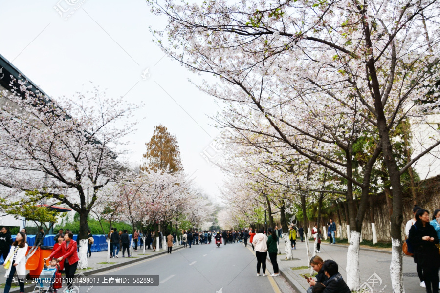 樱花路