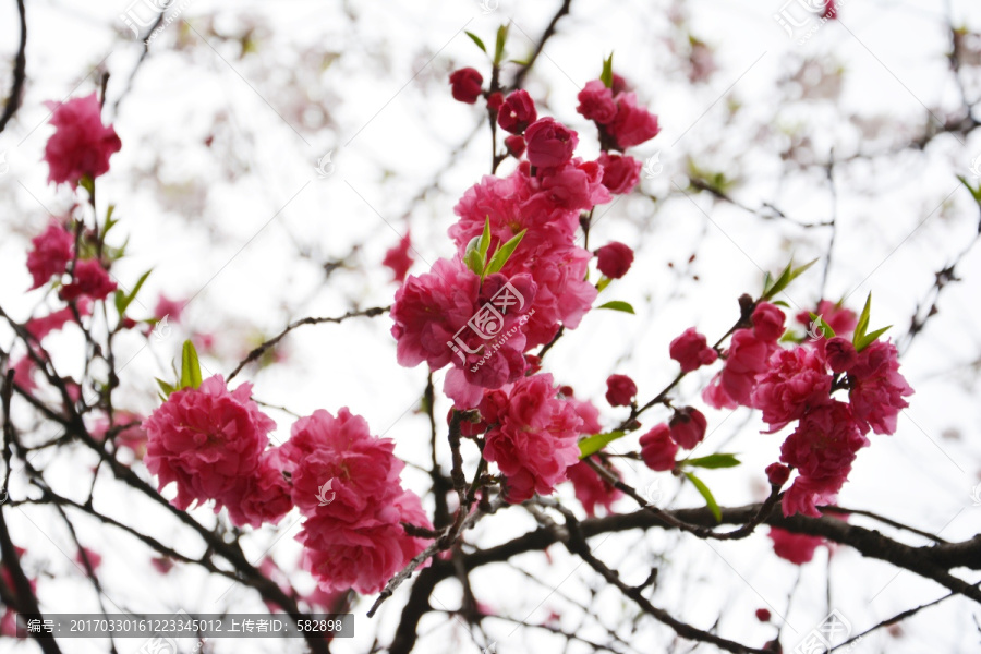 樱花花枝