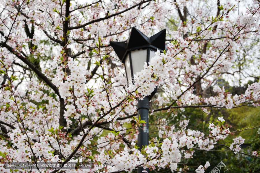 樱花背景