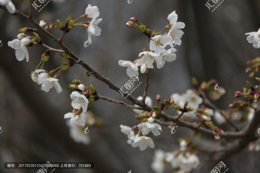 红白樱花