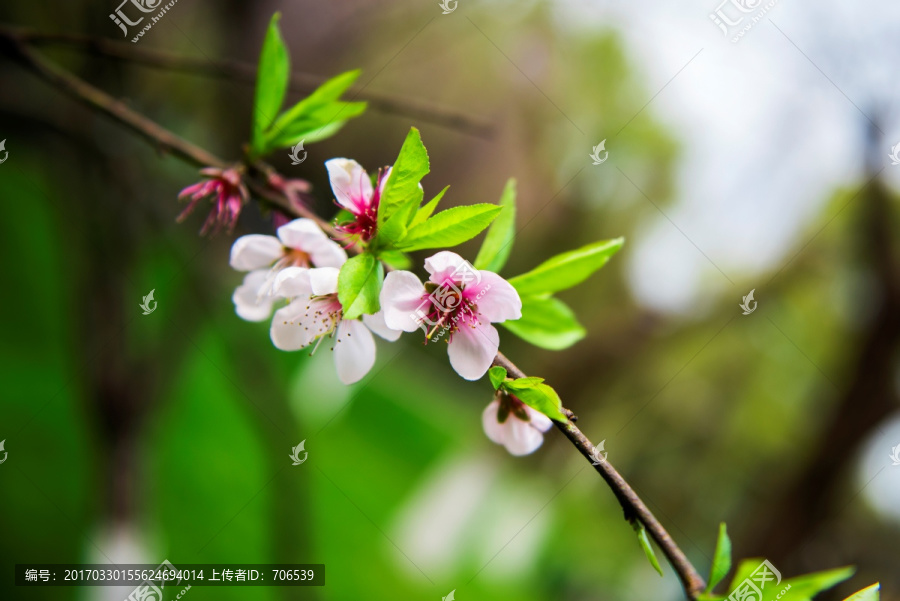 桃花树枝